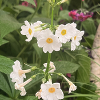 Primula japonica 'Postford White'
